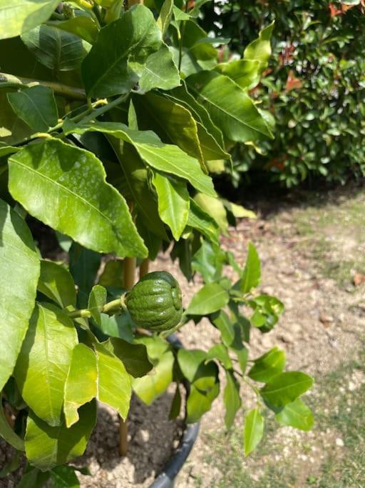 Appartamento Timetofreedom Con Giardino Privato E Piscina Peschiera del Garda